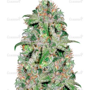 Семена сорта Auto Anubis (Pyramid Seeds)