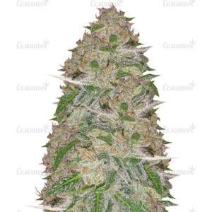 Семена сорта Original Berry (Victory Seeds)