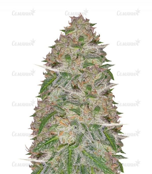 Семена сорта Original Berry (Victory Seeds)