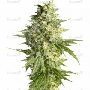 Семена сорта Lemon Kush (Female Seeds)