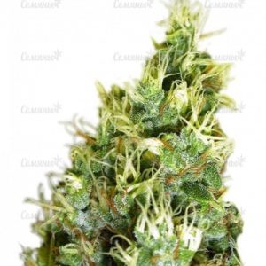 Семена сорта Green Love Potion (Samsara Seeds)