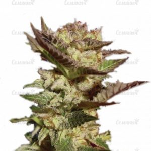 Семена сорта Northern Light Blue (Delicious Seeds)