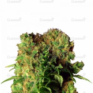 Семена сорта Auto Euforia (Dutch Passion)