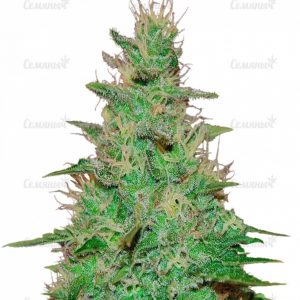 Семена сорта Jack Mist Tree (KFC Seeds)