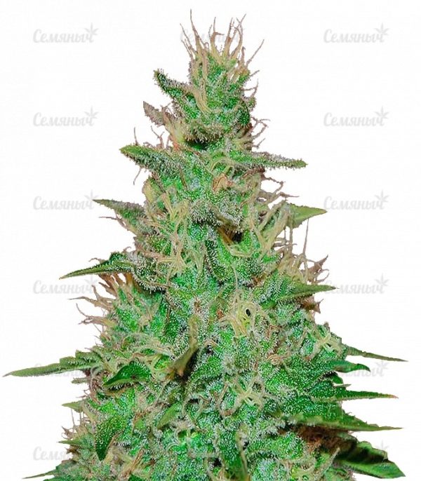 Семена сорта Jack Mist Tree (KFC Seeds)