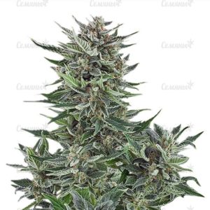 Семена сорта Cheese (Dinafem Seeds)