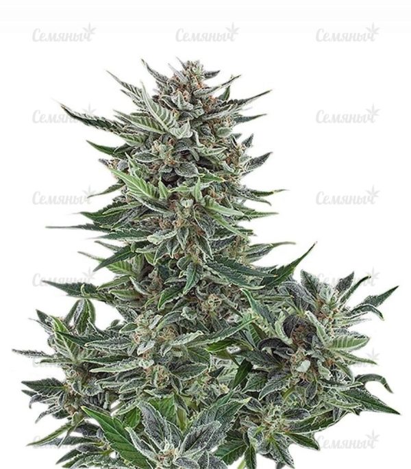 Семена сорта Cheese (Dinafem Seeds)