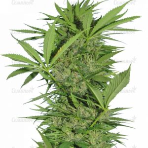 Семена сорта Ice Cool CBD (Sweet Seeds)