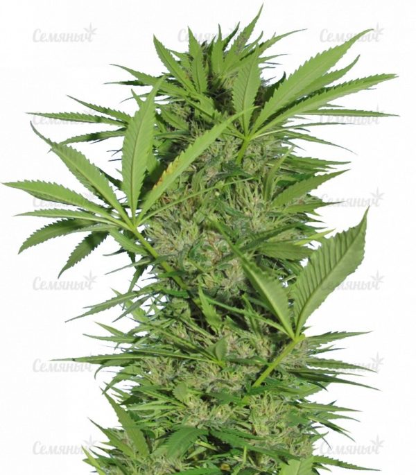 Семена сорта Ice Cool CBD (Sweet Seeds)