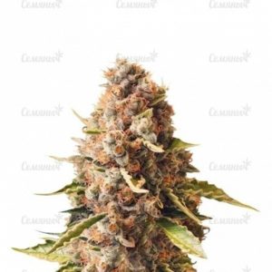 Семена сорта Auto Bubblegum+ Pro (Auto Bubblegum+)