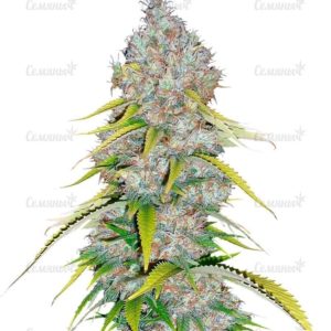 Семена сорта Il Diavolo (Delicious Seeds)