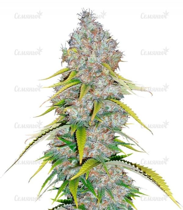 Семена сорта Il Diavolo (Delicious Seeds)