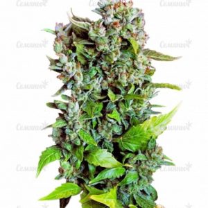 Семена сорта Crystal Candy (Sweet Seeds)