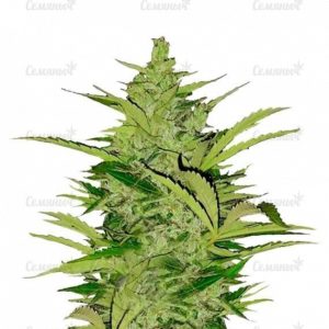 Семена сорта Auto Blow Dream (Victory Seeds)