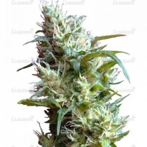 Семена сорта BubbleGummer (Female Seeds)