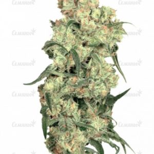Семена сорта Spiritual Punk (Samsara Seeds)