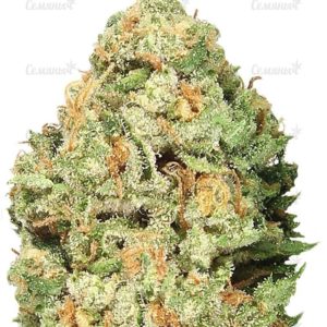 Семена сорта Sweet Soma (00 Seeds)
