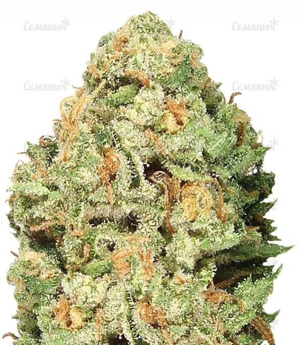 Семена сорта Sweet Soma (00 Seeds)