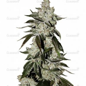 Семена сорта Gipsy Haze
