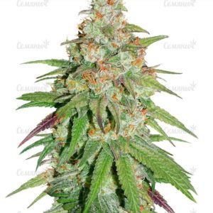 Семена сорта Outlaw Amnesia (Dutch Passion)