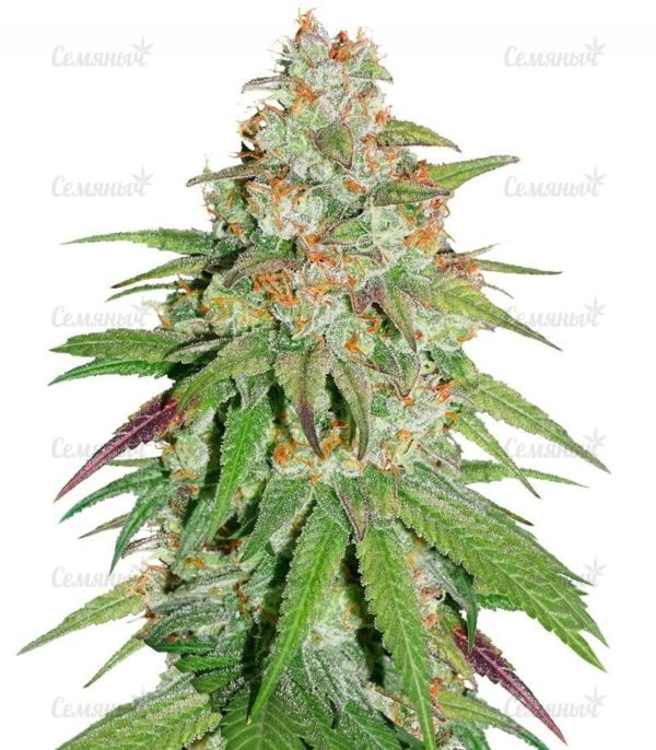 Семена сорта Outlaw Amnesia (Dutch Passion)