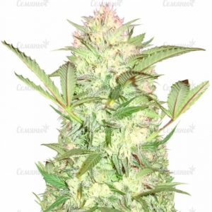 Семена сорта Fruit Punch Auto (Heavyweight Seeds)
