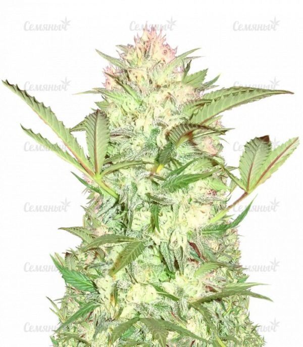 Семена сорта Fruit Punch Auto (Heavyweight Seeds)