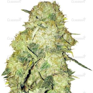 Семена сорта White Siberian (Dinafem Seeds)