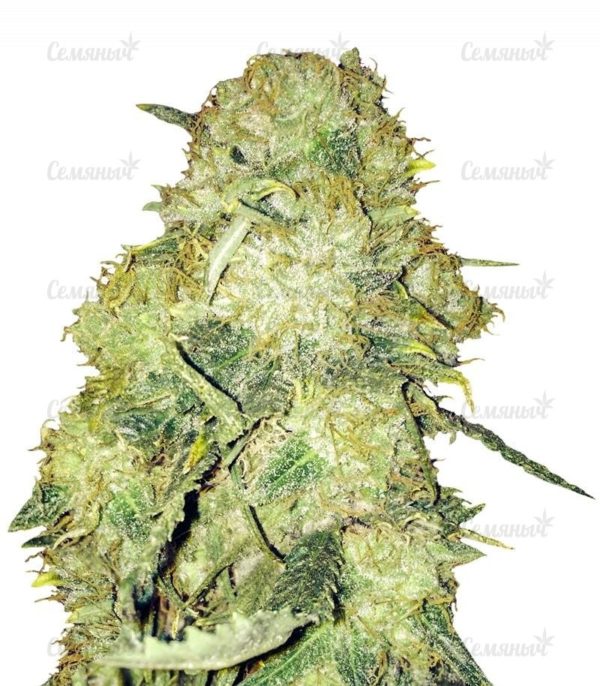 Семена сорта White Siberian (Dinafem Seeds)