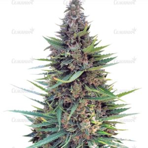 Семена сорта Lennon (Pyramid Seeds)