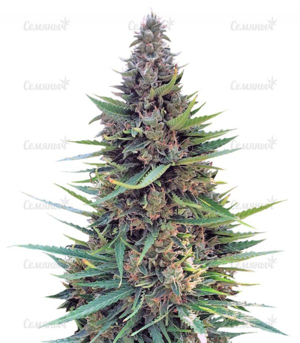 Семена сорта Lennon (Pyramid Seeds)