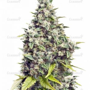 Семена сорта Mendocino Skunk (Paradise Seeds)