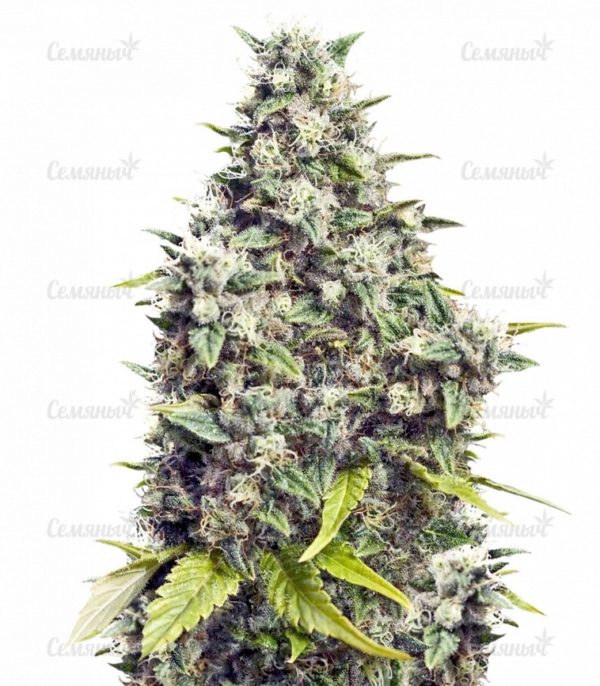 Семена сорта Mendocino Skunk (Paradise Seeds)