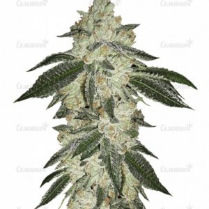 Семена сорта Wild Thailand Ryder auto (World of Seeds)