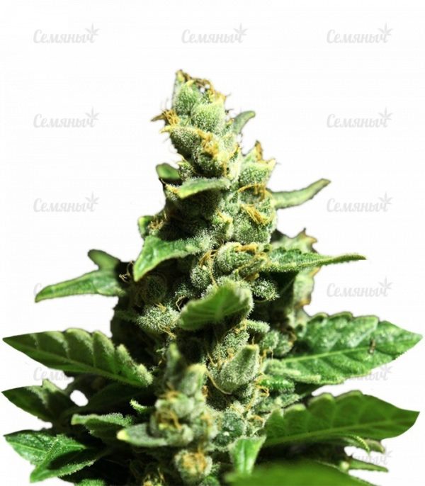 Семена сорта Moby Dick Autoflowering (Dinafem Seeds)