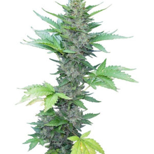 Семена сорта Green Poison F1 Fast Version (Sweet Seeds)