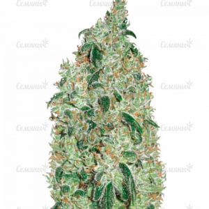 Семена сорта Crystal Candy Auto (Sweet Seeds)