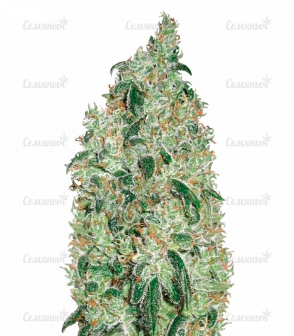 Семена сорта Crystal Candy Auto (Sweet Seeds)