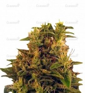 Семена сорта Raspberry Cough (Nirvana Seeds)