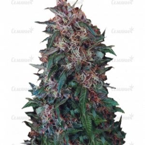 Семена сорта Auto Anesthesia (Pyramid Seeds)