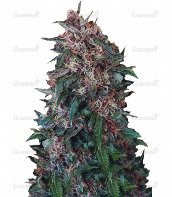 Семена сорта Auto Anesthesia (Pyramid Seeds)