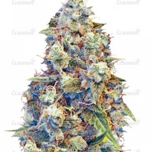 Семена сорта Black Cherry Punch fem (Pyramid Seeds)