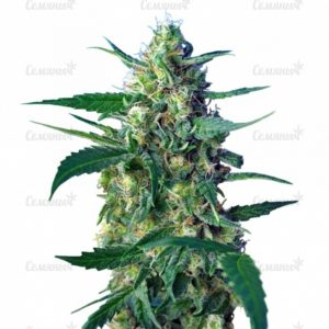 Семена сорта Dutch Dragon (Paradise Seeds)