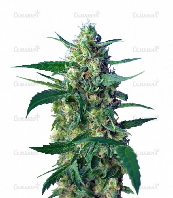 Семена сорта Dutch Dragon (Paradise Seeds)
