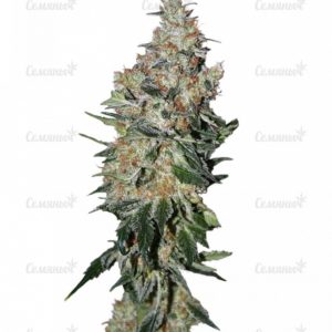 Семена сорта Aurora Indica (Nirvana Seeds)