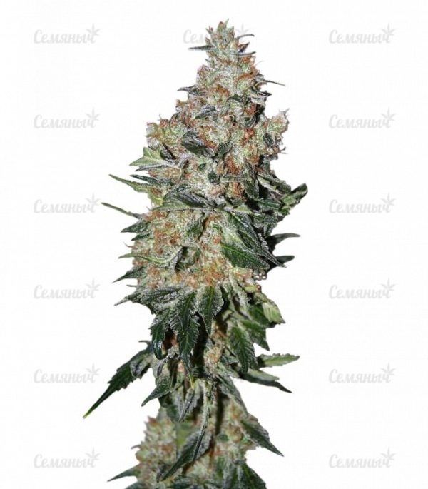 Семена сорта Aurora Indica (Nirvana Seeds)