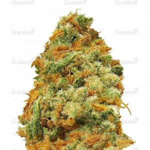 Семена сорта White Berry (VIP Seeds)