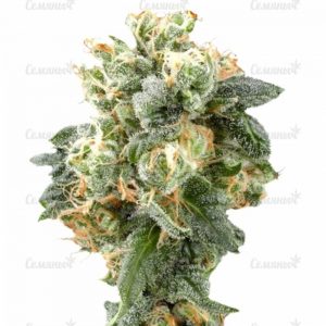 Семена сорта Easy Sativa (Female Seeds)
