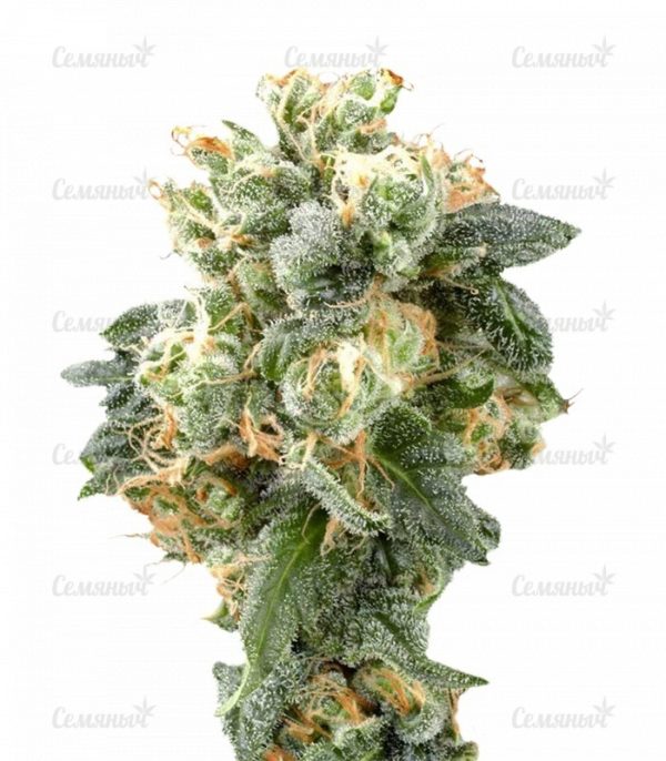 Семена сорта Easy Sativa (Female Seeds)