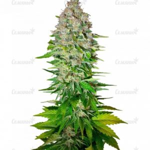 Семена сорта Silver Buddha Haze (Sumo Seeds)